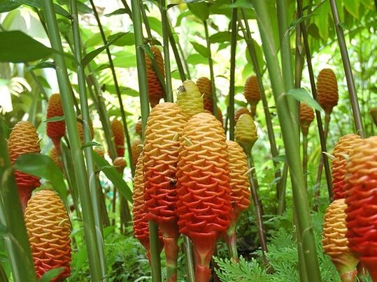 នេះគឺជាអ្វីដែលរុក្ខជាតិខ្ញីមើលទៅដូចជា